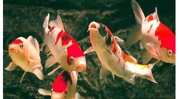 家中养几条鱼最好什么颜色【家里面适合养几条鱼】