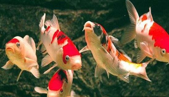 家中养几条鱼最好什么颜色【家里面适合养几条鱼】