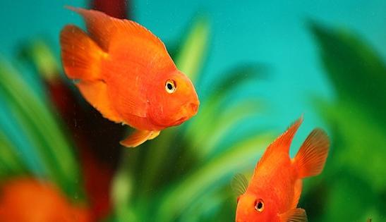 家中养几条鱼最好什么颜色【家里面适合养几条鱼】