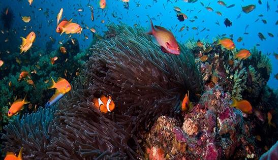 家中养几条鱼最好什么颜色【家里面适合养几条鱼】