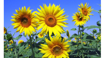 家里面能不能种向日葵【家中放向日葵的禁忌】