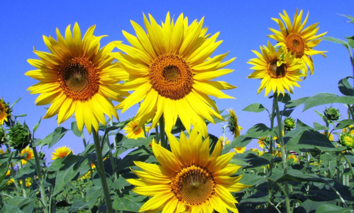 家里面能不能种向日葵【家中放向日葵的禁忌】