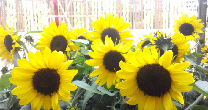 家里面能不能种向日葵【家中放向日葵的禁忌】