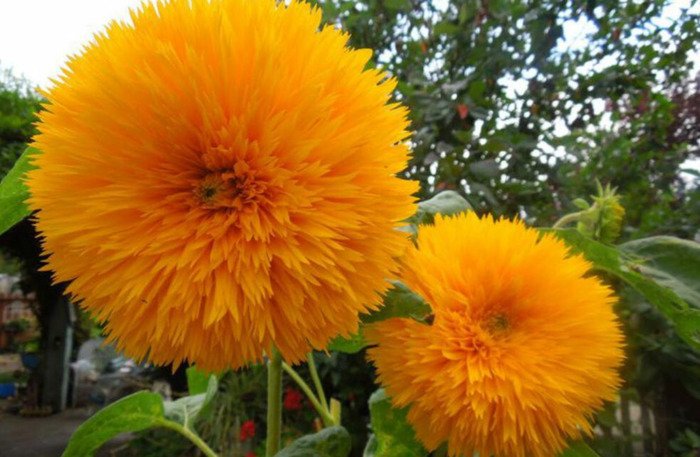 家里面能不能种向日葵【家中放向日葵的禁忌】