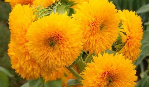 家里面能不能种向日葵【家中放向日葵的禁忌】