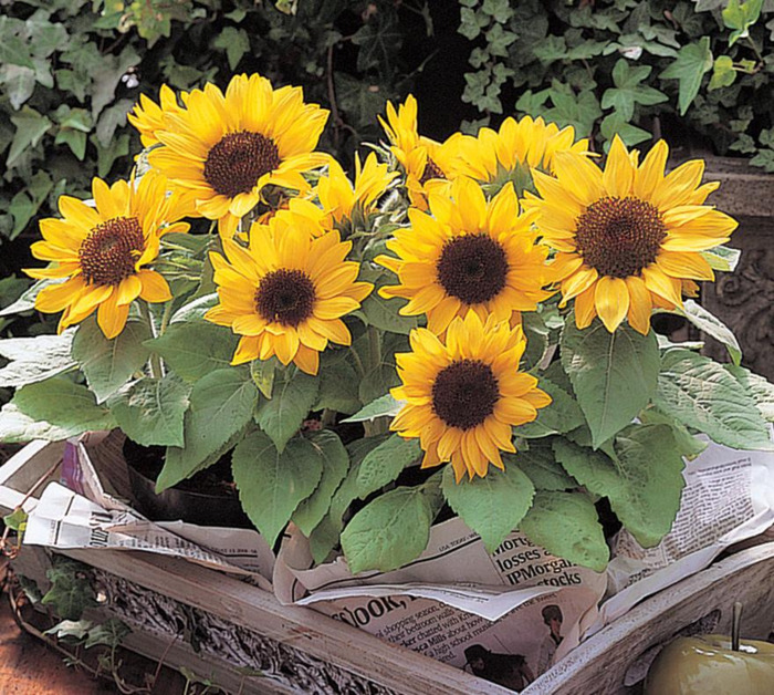 家里面能不能种向日葵【家中放向日葵的禁忌】