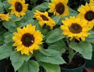 家里面能不能种向日葵【家中放向日葵的禁忌】