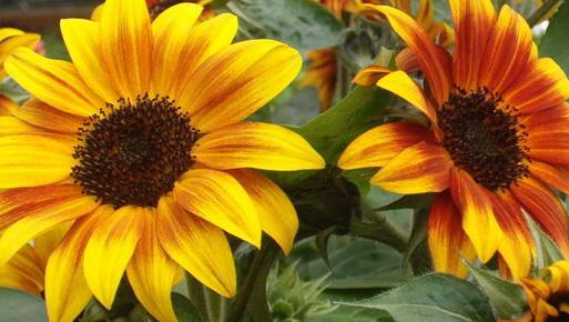 家里面能不能种向日葵【家中放向日葵的禁忌】