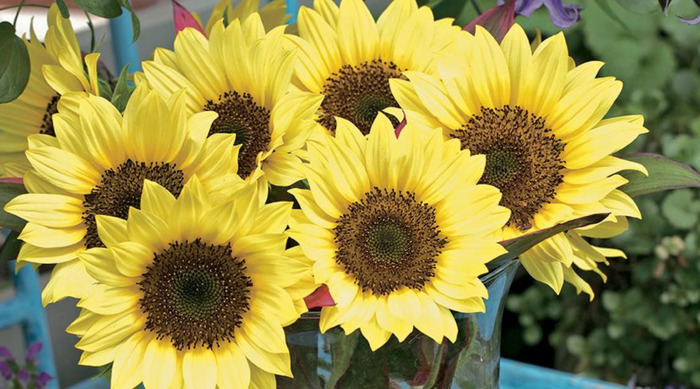 家里面能不能种向日葵【家中放向日葵的禁忌】