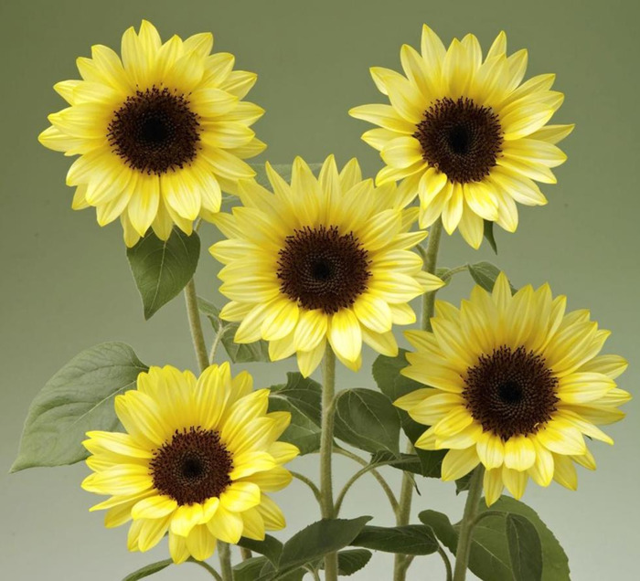 家里面能不能种向日葵【家中放向日葵的禁忌】