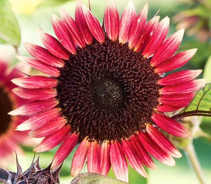 家里面能不能种向日葵【家中放向日葵的禁忌】