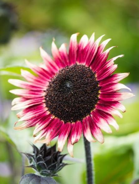 家里面能不能种向日葵【家中放向日葵的禁忌】