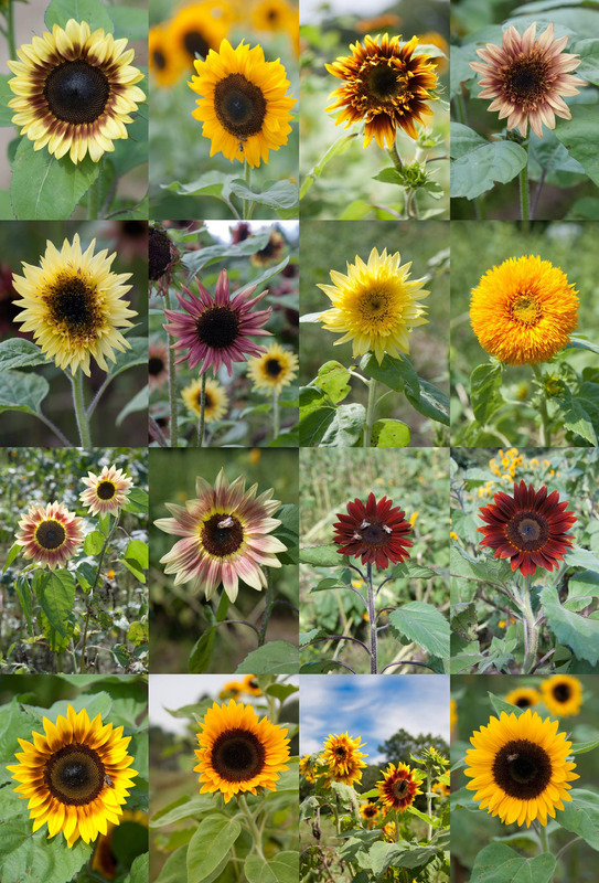 家里面能不能种向日葵【家中放向日葵的禁忌】