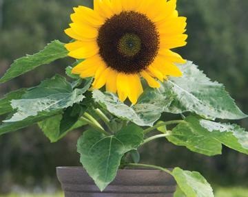 家里面能不能种向日葵【家中放向日葵的禁忌】