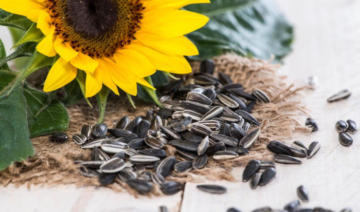 家里面能不能种向日葵【家中放向日葵的禁忌】