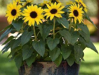 家里面能不能种向日葵【家中放向日葵的禁忌】