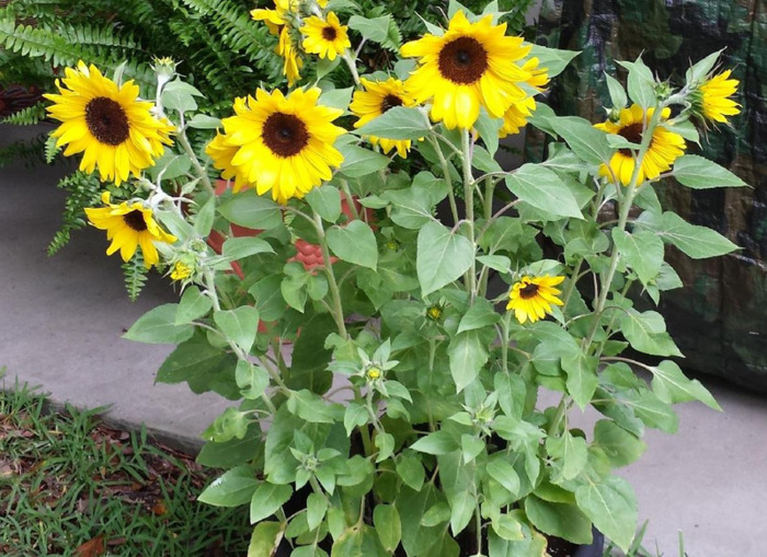 家里面能不能种向日葵【家中放向日葵的禁忌】