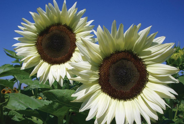 家里面能不能种向日葵【家中放向日葵的禁忌】