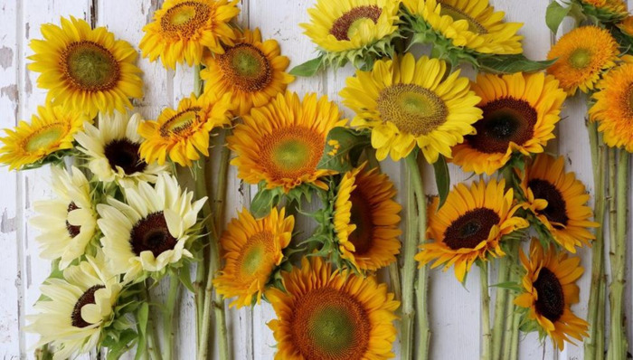 家里面能不能种向日葵【家中放向日葵的禁忌】