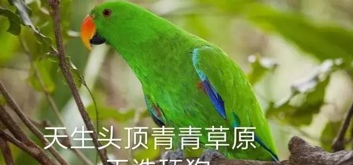 绿奴口舌伺候情侣主【绿奴之路最新章节列表】