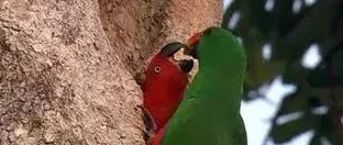 绿奴口舌伺候情侣主【绿奴之路最新章节列表】