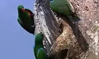 绿奴口舌伺候情侣主【绿奴之路最新章节列表】