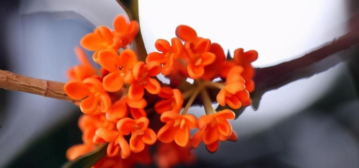 情商最高的五大星座女【哪些星座女情商越来越高】