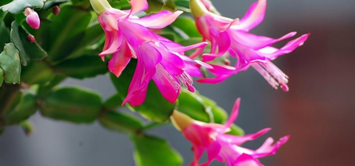 情商最高的五大星座女【哪些星座女情商越来越高】