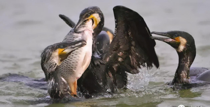 小船在湖里怎么描写【描写船在湖上的句子】