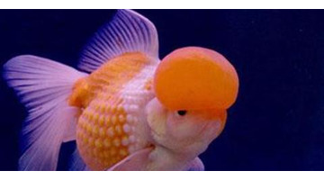 家里养什么鱼招财【家里养几条鱼好旺财颜色搭配】