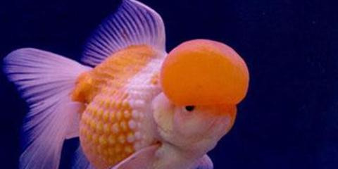 家里养什么鱼招财【家里养几条鱼好旺财颜色搭配】