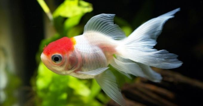 家里养什么鱼招财【家里养几条鱼好旺财颜色搭配】