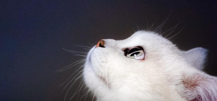 八苦长恨花,那是他替你受过的苦原文中有吗?【八苦长恨花是第几章】