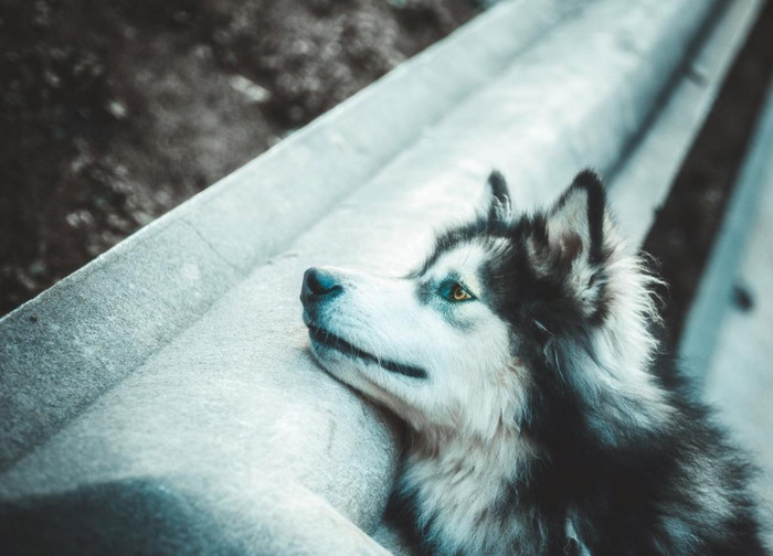 八苦长恨花,那是他替你受过的苦原文中有吗?【八苦长恨花是第几章】