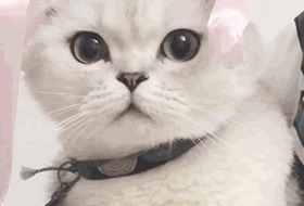 你好像有那个大病怎么回复【你好像有那个大病用日语怎么说】