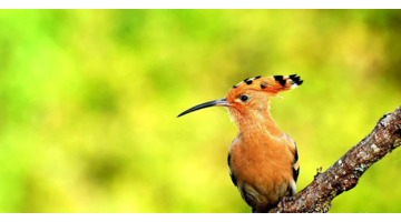 啄木鸟和戴胜鸟是同一种鸟吗【戴胜鸟和啄木鸟有什么区别】