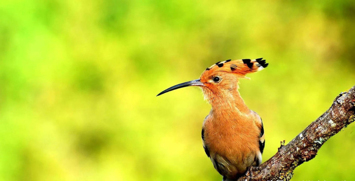 啄木鸟和戴胜鸟是同一种鸟吗【戴胜鸟和啄木鸟有什么区别】