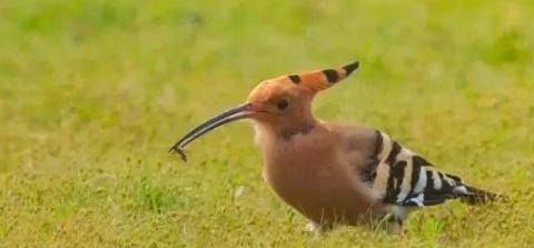 啄木鸟和戴胜鸟是同一种鸟吗【戴胜鸟和啄木鸟有什么区别】