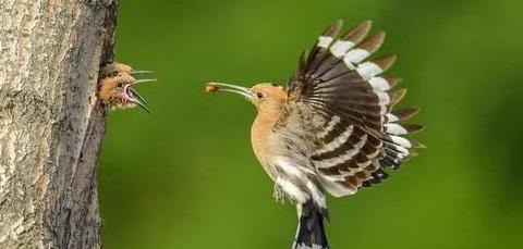 啄木鸟和戴胜鸟是同一种鸟吗【戴胜鸟和啄木鸟有什么区别】