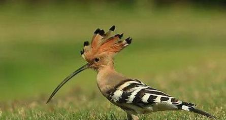 啄木鸟和戴胜鸟是同一种鸟吗【戴胜鸟和啄木鸟有什么区别】