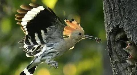 啄木鸟和戴胜鸟是同一种鸟吗【戴胜鸟和啄木鸟有什么区别】
