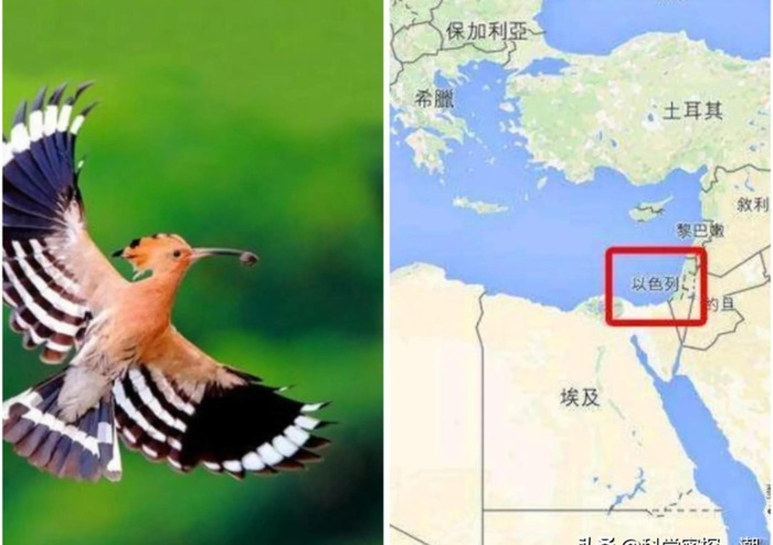 啄木鸟和戴胜鸟是同一种鸟吗【戴胜鸟和啄木鸟有什么区别】