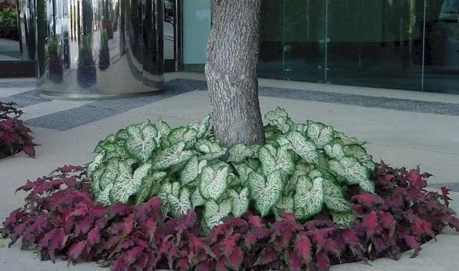 圆形花坛图片高清【圆形花坛图片大全漫画】