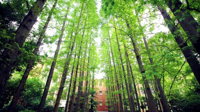 东华大学校徽中的线条代表了?【东华大学校徽线条】