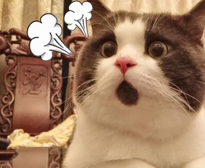 小学学籍号怎么查询系统【小学学籍号怎么查不到】