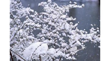 千树怜【千树万树梨花开全诗作者及意思】