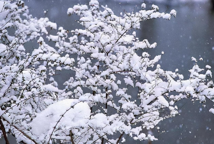 千树怜【千树万树梨花开全诗作者及意思】