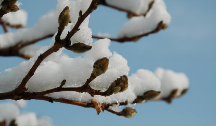 千树怜【千树万树梨花开全诗作者及意思】
