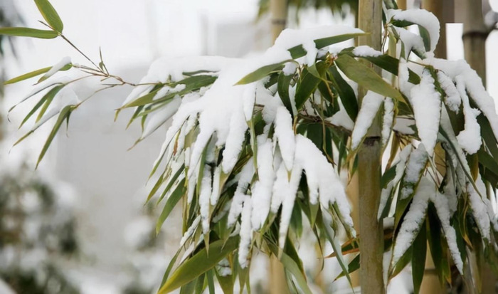 千树怜【千树万树梨花开全诗作者及意思】