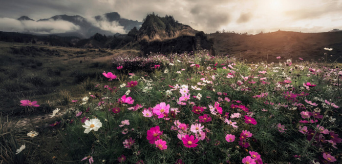 公司激励期权行权怎么操作【公司期权什么时候兑现】